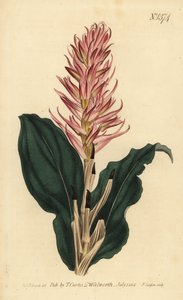 Stenorrhynchos speciosum orkidé (rödblommig neottia, Neottia speciosa) av Unbekannt