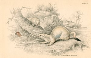 Stoat Mustela erminea, medlem av vesslafamiljen, 1828 av Unbekannt