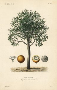 Strychnine tree, nux vomica, giftnöt eller semen strychnos, Strychnos nux-vomica, Noix vomique av Unbekannt