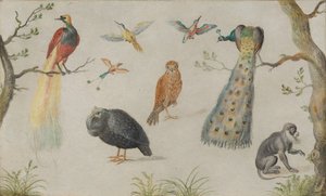 Study of Birds and Monkey, 16601670. av Unbekannt
