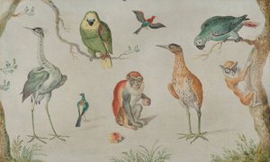 Studie av fåglar och apor, 16601670. av Unbekannt