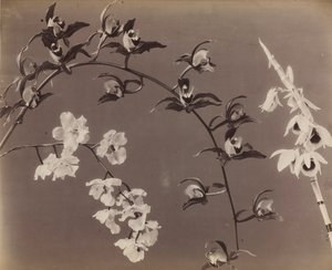 Studie av orkidéer, ca. 1870-talet. av Unbekannt