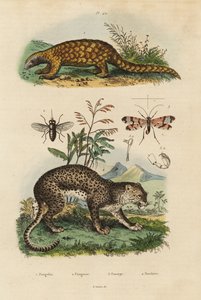 Sunda pangolin, Manis javanica, kritiskt hotad 1, leopard, Panthera pardus 4, hästfluga, Tabanus rostratus 3, skorpionfluga, Panorpa communis 3 av Unbekannt