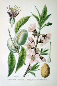 Söt mandel, 1893 av Unbekannt