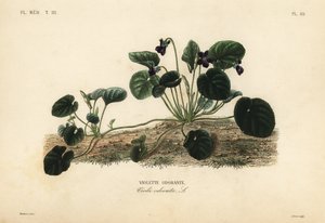 Söt viol eller trädgårdsviol, Viola odorata, Söt viol av Unbekannt