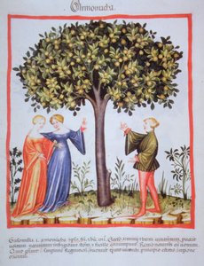 "Tacunum Sanitatis" Codex Vindobonensis Nova Series 2644, fol. 9, Plocka aprikoser, Miniatyr (1370-1400) (måla på papper) av Unbekannt