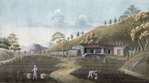 Teplantering, Kina, 1800-talet av Unbekannt