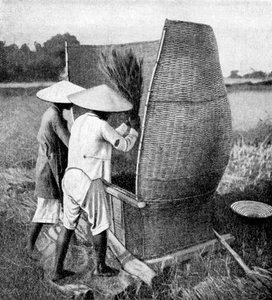 Det Annamesiska sättet att skörda och tröska ris, Annam, Vietnam, 1922 av Unbekannt