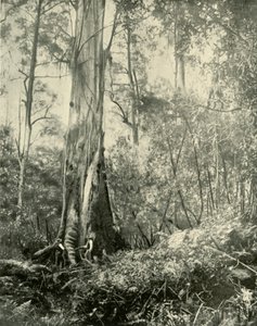 Baronen, ett känt högt träd, 1901. av Unbekannt