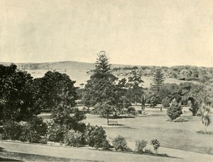Sydneys botaniska trädgård, 1901. av Unbekannt