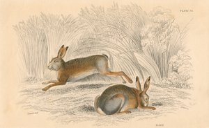 Haren Lepus europaeus, 1828 av Unbekannt