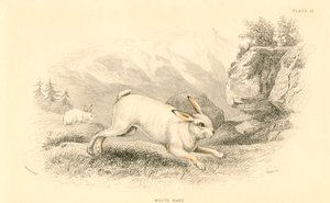 Haren Lepus europaeus, 1828 av Unbekannt