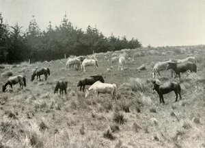 Manchuriska ponnyer på Quail Island, Port Lyttelton, c1907, 1909 av Unbekannt