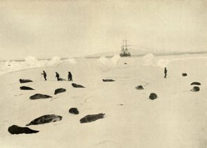 Nimrod vid Pram Point den 4 mars 1909 av Unbekannt