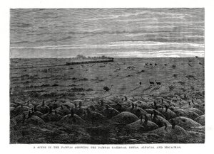 Pampas järnväg, sydamerikanska låglandet, 1877 av Unbekannt