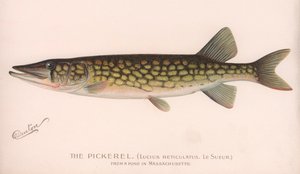 Pickerel Lucius Reticulatus. Le Sueur., ca 1920-talet av Unbekannt