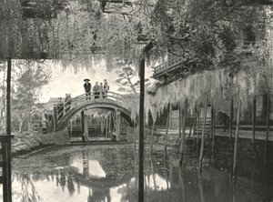 Te New Ginoike Pon d Plan d Wisteria, Kameido, Toi, Japan, 1895. av Unbekannt