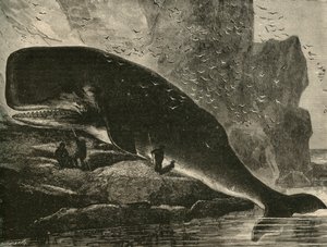 Kaskelot, 1882. av Unbekannt