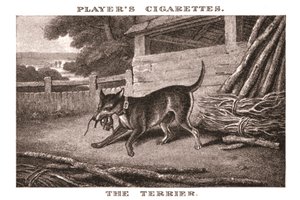 Terriern, 1924. av Unbekannt