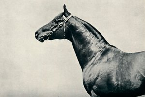 Huvudet för en fullblods tävlingshäst, Radium, c1910 av Unbekannt