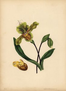 Den ädla damtoffeln, Cypripedium reginae, Likhet av Unbekannt