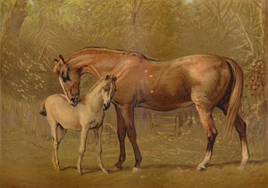 Fullblodssto & föl, c1879. av Unbekannt