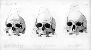 Tre typer av mänsklig skalle, 1848 av Unbekannt