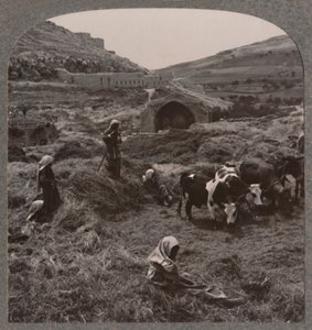 Tröska spannmål nära Jacobs Well, c1900 av Unbekannt