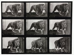 Time-lapse-fotografier av ett lejon som går i sin bur av Unbekannt