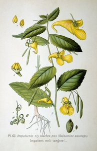 Rör-mig-ej-balsam, 1893 av Unbekannt