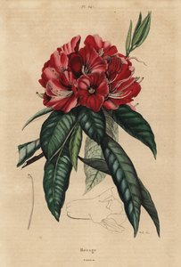 Trädrododendron, Rhododendron arboreum av Unbekannt