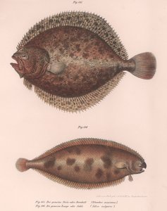 Piggvar, Rhombus maximus, Common Sun Solea, ca 1850-talet av Unbekannt