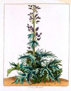 Turkiet Rabarber, 1798 av Unbekannt