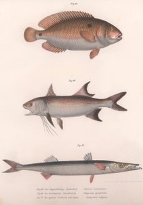 Tvåfläckig bimaculatus, afrikansk rödfenad, vanlig barracuda, ca 1850-talet av Unbekannt