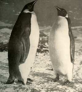 Två kejsarpingviner, c1908, 1909. av Unbekannt