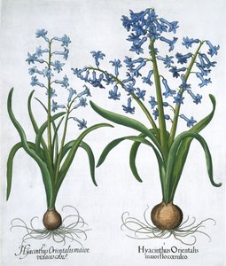 Två blå hyacinter, 1613 av Unbekannt