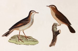 Två färgillustrationer av en fågel av Unbekannt