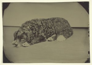Namnlös hund, 185099. av Unbekannt