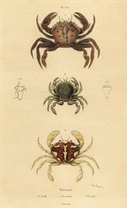 Sammetskrabba, Necora puber 1, marmorerad simkrabba, Liocarcinus marmoreus 2 och Pennant