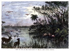 Utsikt över en av bifloderna till St John River, Florida, 1800-talet av Unbekannt