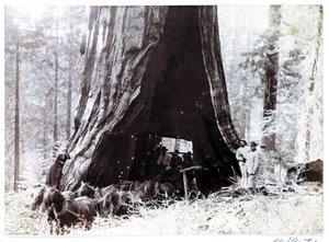 Vagn passerar genom ett gigantiskt träd, Nordamerika, ca 1900 av Unbekannt