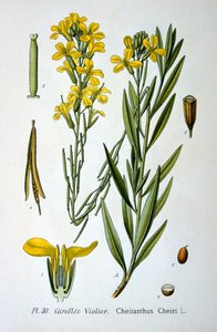Väggblomma, 1893