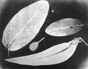 Vattenfixerat foto Fyra blad, sommaren 1839 av Unbekannt