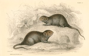 Vattensork Arvicola terrestris, även känd som svartvattenråttan, 1828 av Unbekannt