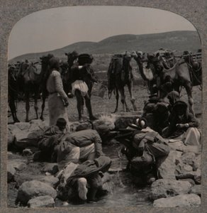 Vattna kameler vid Jacobs brunn, c1900 av Unbekannt
