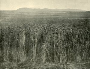 Wheat Field, Canning Downs, Queensland, 1901. av Unbekannt