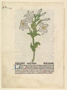 White Lily, illustration från Gart der Gesundheit Sch.4332, 28 mars 1485. av Unbekannt