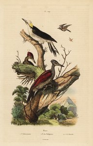 Vit hackspett, Melanerpes candidus, filippinsk pygmé hackspett, Yungipicus maculatus, hane och hona av Unbekannt