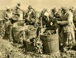 Vinskörd nära Baden bei Wien, Niederösterreich, c1935. av Unbekannt