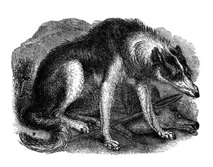 Varghund, 1848 av Unbekannt